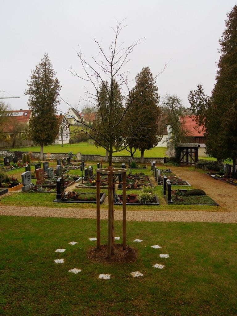 Maulbeerbaum mit Grabplatten